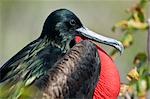 Herrliche Fregattvogel, Genovesa Island, Galapagos-Inseln