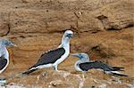 À pattes bleues fous, les îles Galapagos, Equateur