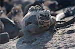 Marine Iguana, aux îles Galapagos, Equateur