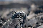 Marine Iguana, aux îles Galapagos, Equateur