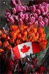 Tulipes au marché, Vancouver, Colombie-Britannique, Canada