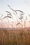 Bereich der hohe Gras an einem Sommerabend, Suavie Island, Oregon, USA