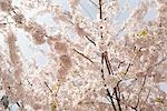 Gros plan de fleurs de cerisier sur l'arbre de la cerise