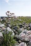 Valerian (Valeriana officinalis) growing near water's edge