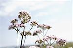 Valériane (Valeriana officinalis)