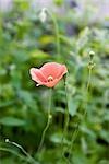 Pink field poppy