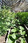 Taro plants growing in greenhouse planter