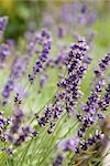 Lavendel wächst, close-up