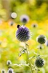 Buff-beschattete Hummel (Bombus Terrestris) sammeln Blütenstaub auf Blume klein Kugeldistel (Echinops Ritro)