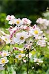 Japanese anemone flowers (Anemone hupehensis)