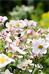 Japanese anemone flowers (Anemone hupehensis)