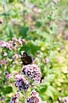 Peacock butterfly (Inachis io) alighting on valerian flower (Valeriana officinalis)