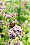 Papillon paon (Inachis io) descendent sur fleur valériane (Valeriana officinalis)