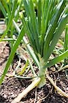 Fresh garlic growing in garden