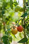 Tomatoes ripening on vine