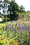 Fleurs qui poussent dans le jardin