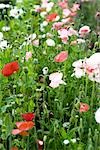 Poppies growing in field