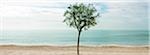 Baum gepflanzt im Sand am Strand