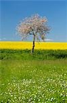 Apple Tree, Franconia, Bavaria, Germany, Europe