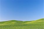 Champ de blé, de la région de la Palouse, Palouse, comté de Whitman, Washington State, USA