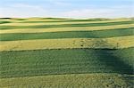 Felder, Palouse Region, Palouse, Whitman County, Bundesstaat Washington, USA