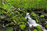 Sol Duc River, Olympic Nationalpark, Washington State, USA