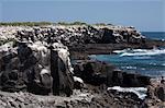 Oiseaux à Punta Suarez, île Espanola, aux îles Galapagos, Equateur