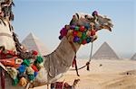 Chameau devant les pyramides, Giza, Égypte