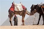 Homme avec le chameau et le cheval devant les pyramides, Giza, Égypte