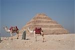 Homme avec des chameaux en face de la pyramide de Djéser Sakkara, Egypte