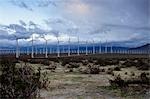 Wind Farm, Desert Hot Springs, Riverside County, California, USA