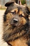 Portrait of Dog, Luang Prabang, Laos