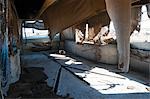 Intérieur d'autrefois, abandonné, 1961 Eureka Cadillac corbillard, Junk Yard, au sud-ouest du désert, sud-ouest Etats-Unis, USA