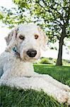 Goldendoodle ruhelosigkeit in der Nähe von Baum im Hinterhof