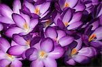 Gros plan de fleurs de Crocus