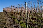 Vineyard in Autumn, Pfalz, Rhineland-Palatinate, Germany