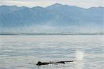 Kaikoura, humpback whale blowing