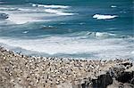 Auckland, aerial view of gannet rocks on Muriwai Beach