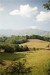 Cattle in hawaiian landscape