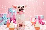 Chihuahua avec des cadeaux d'anniversaire et de confettis