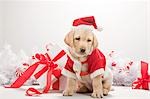Chiot Labrador en costume de Noël