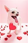 Chihuahua avec forme de coeur