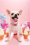 Chihuahua with birthday gifts and ice cream cones