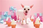 Chihuahua avec des cadeaux d'anniversaire et cornets de crème glacée