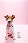 Chiot Jack russell avec bague de fiançailles
