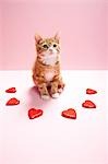 Formes de chaton et coeur
