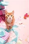 Chaton et cadeaux