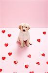 Formes de coeur et chiot Labrador