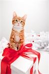 Chaton sur une boîte de cadeau de Noël