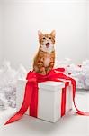 Kitten on a christmas gift box